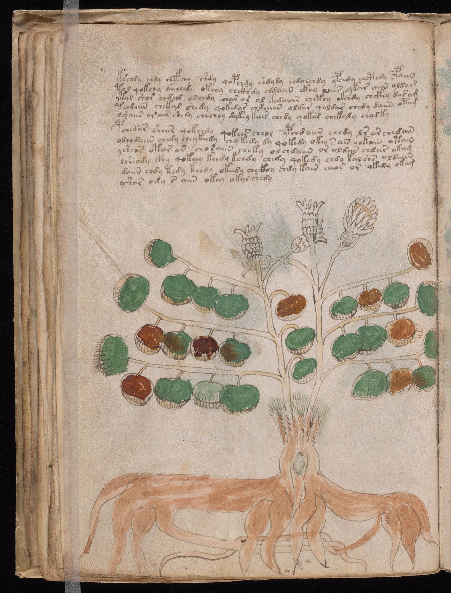 Voynich Manuscript folio f34v — Beinecke MS 408